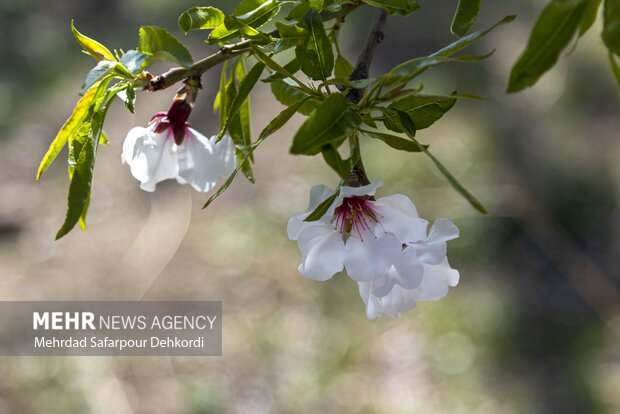 Eye-catching spring blossoms in Chaharmahal and Bakhtiari
