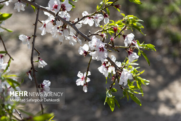 Eye-catching spring blossoms in Chaharmahal and Bakhtiari
