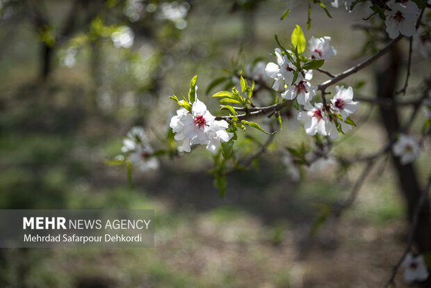 Eye-catching spring blossoms in Chaharmahal and Bakhtiari
