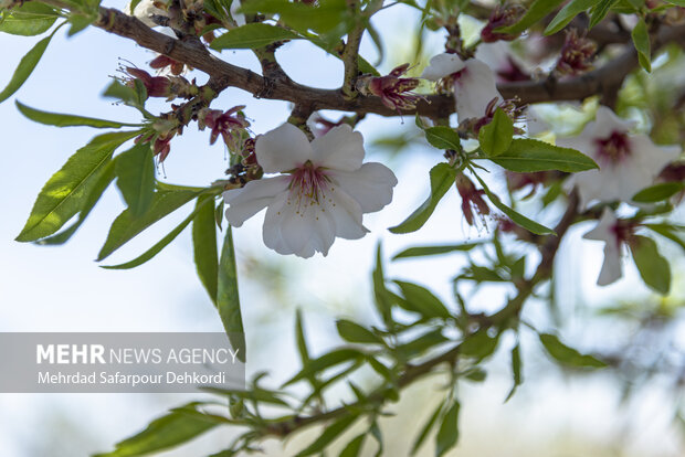 Eye-catching spring blossoms in Chaharmahal and Bakhtiari
