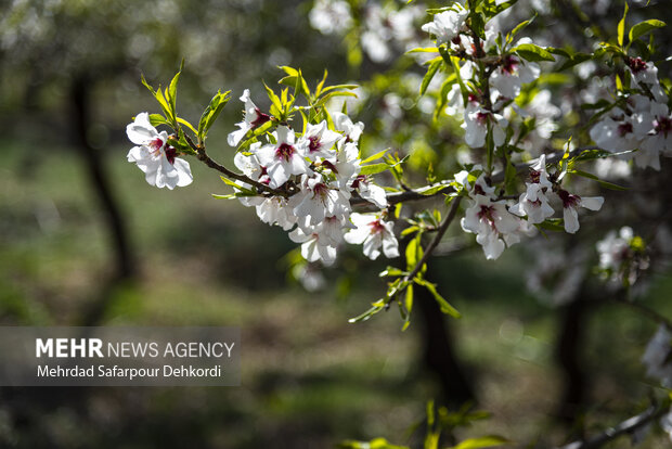 Eye-catching spring blossoms in Chaharmahal and Bakhtiari
