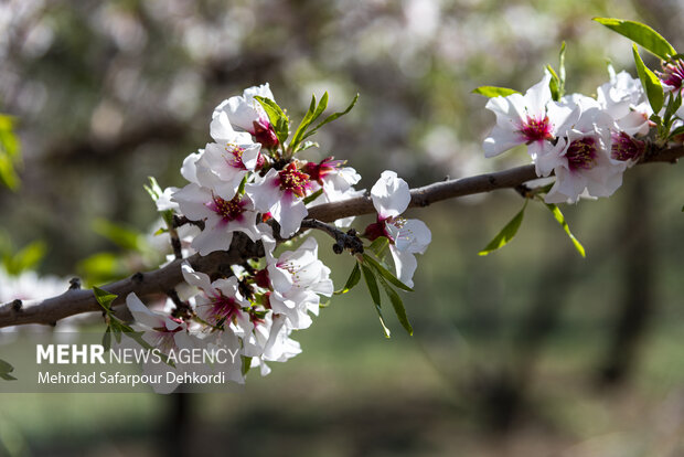 Eye-catching spring blossoms in Chaharmahal and Bakhtiari
