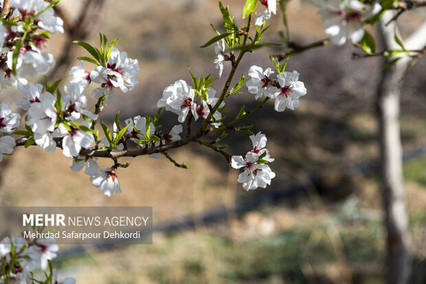 Eye-catching spring blossoms in Chaharmahal and Bakhtiari
