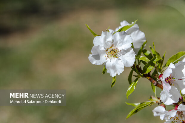 Eye-catching spring blossoms in Chaharmahal and Bakhtiari
