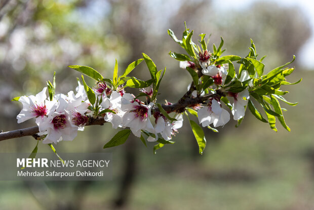 Eye-catching spring blossoms in Chaharmahal and Bakhtiari
