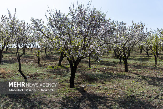 Eye-catching spring blossoms in Chaharmahal and Bakhtiari
