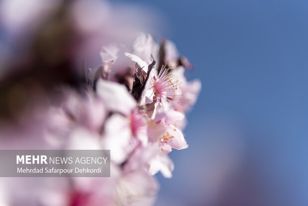 Eye-catching spring blossoms in Chaharmahal and Bakhtiari
