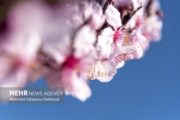 Eye-catching spring blossoms in Chaharmahal and Bakhtiari
