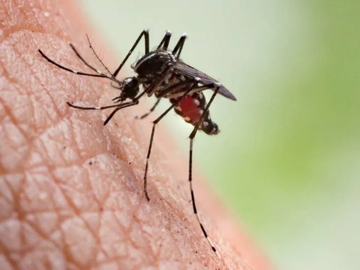 شناسایی ۲ بیمار مبتلا به مالاریا در جهرم