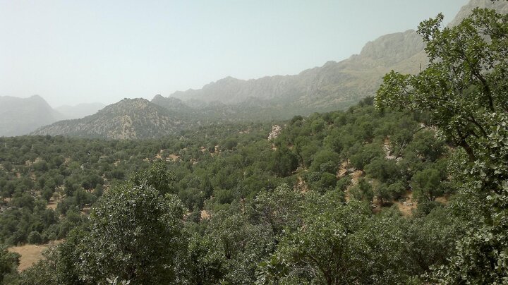 هجوم انگل دارواش به درختان اورس استان سمنان / مبارزه در دستور کار
