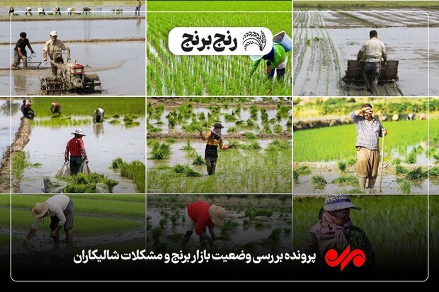 «برنج» زیر رنجِ سنگین واردات / همت دولت برای ترمیم اقتصاد کشاورزان