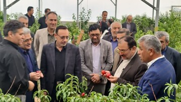 نخستین شلیل گلخانه‌ای کشور در خراسان شمالی برداشت شد