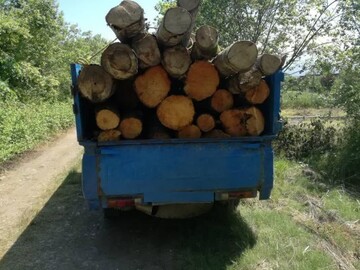 کشف بیش از یک تن چوب آلات جنگلی قاچاق در اردبیل/ ۲ متخلف دستگیر شدند