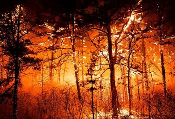 آتش سوزی گسترده جنگلی در ایالت نیوجرسی آمریکا
