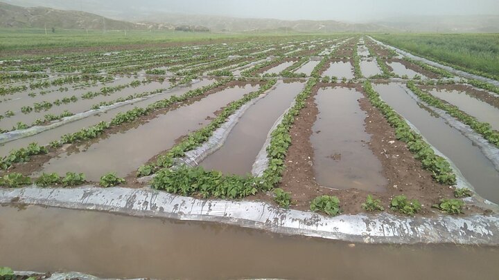 همه خسارت های سیل در ایلام