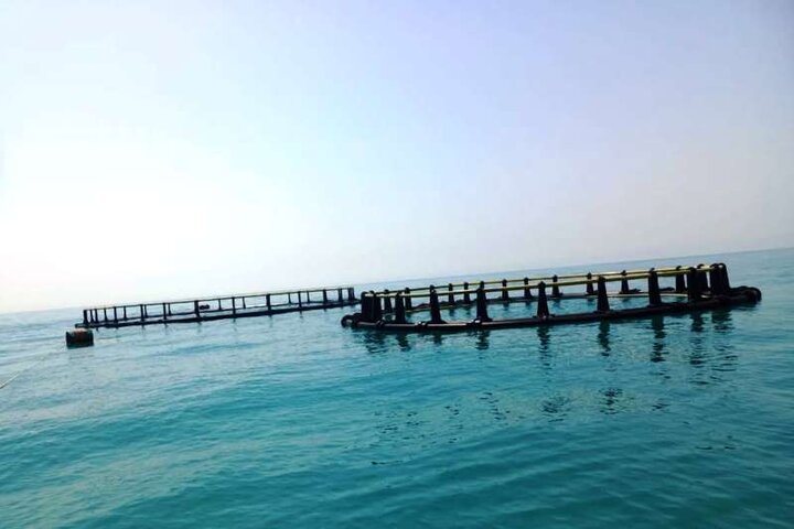 پرورش ماهیان دریایی در قفس در خوزستان کلید خورد