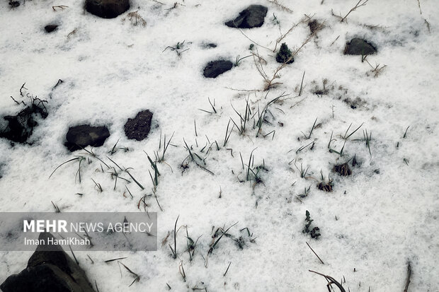 بارش برف بهاری در روستای «سنگ سفید» دینور 