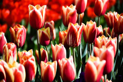 Eye-catching tulip festival in Arak