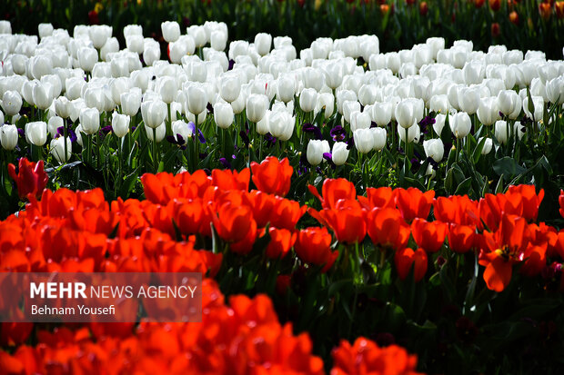 جشنواره گل های لاله اراک