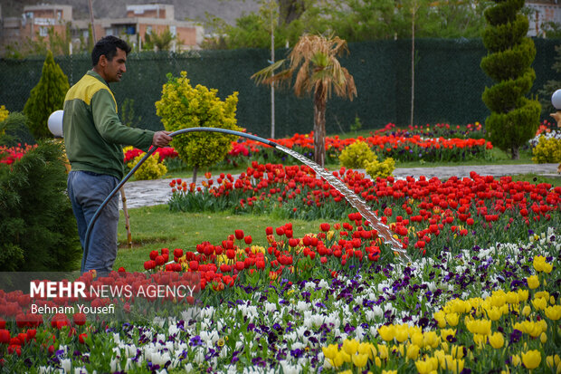 جشنواره گل های لاله اراک