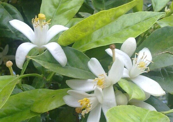 دلربایی سحرانگیز بهارنارنج ها/ گلبرگهای سفید مهربانی طلب میکنند