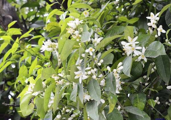 دلربایی سحرانگیز بهارنارنج ها/ گلبرگهای سفید مهربانی طلب میکنند