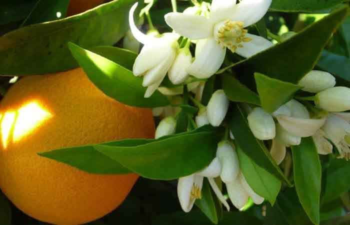 دلربایی سحرانگیز بهارنارنج ها/ گلبرگهای سفید مهربانی طلب میکنند