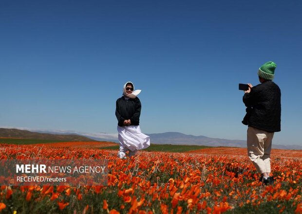 بهار در کالیفرنیا