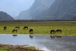 پیگیری برای ثبت آثار طبیعی اندیکا در فهرست میراث طبیعی