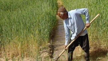 تسهیلات خشکسالی به کشاورزان همدانی پرداخت می‌شود