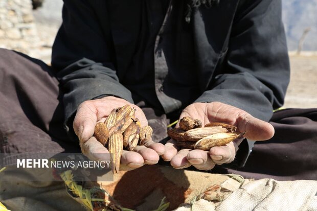 زندگی غارنشینی در اندیکا/ماجرای جابجایی خانهها۵۰ساله شد!