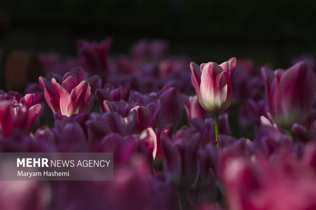 Persian Garden tulips