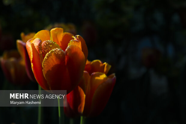 Persian Garden tulips