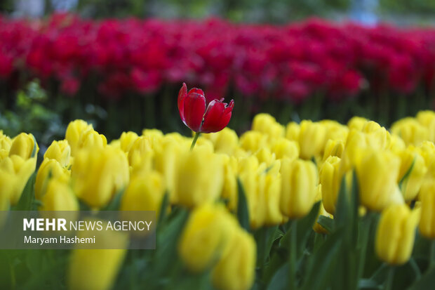 Persian Garden tulips