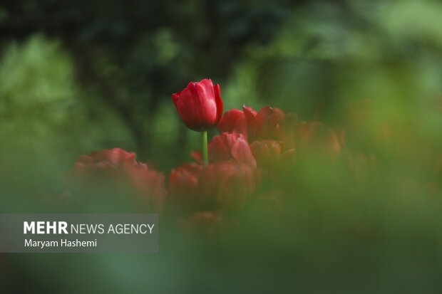 Persian Garden tulips