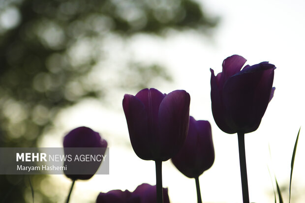 Persian Garden tulips