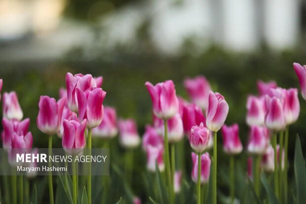 Persian Garden tulips