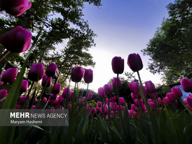 لاله‌های رنگارنگ بهاری جلوه خاص و فضای زیبایی را به بوستان باغ ایرانی بخشیده است. باغ ایرانی با مساحتی حدود ۳ هکتار در محله ده ونک و در منطقه ۳ تهران واقع شده است