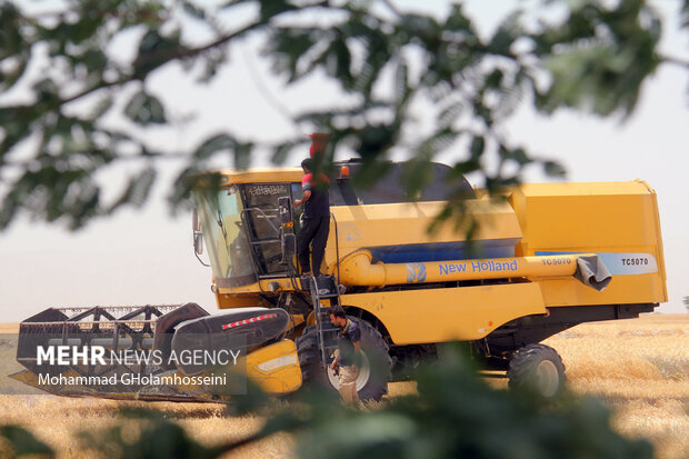 نرخگذاری عجولانه و گلایه گندمکاران/ دسترنج زارعان بر باد نرود