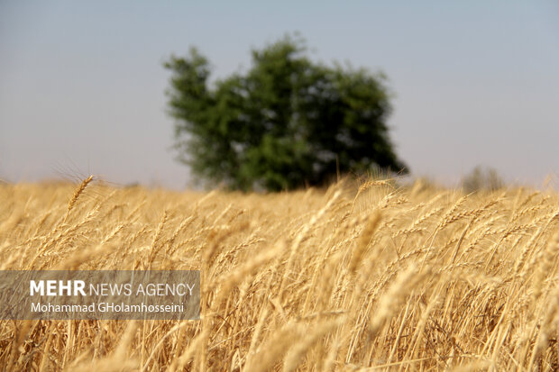 ۱۲۳ هزار تن گندم از کشاورزان استان بوشهر خریداری شد