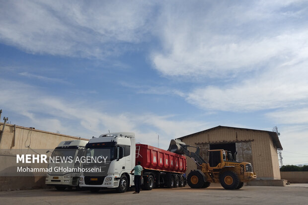 نرخگذاری عجولانه و گلایه گندمکاران/ دسترنج زارعان بر باد نرود