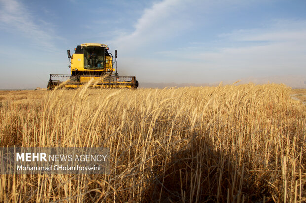 درخواست تجدید قیمت گندم پیش از سال زراعی/شوک قیمتی مدیریت می شود؟