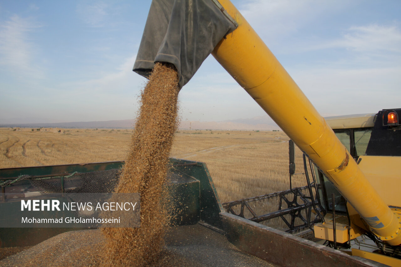 برداشت گندم در خوزستان با ۲ هفته تأخیر آغاز شد