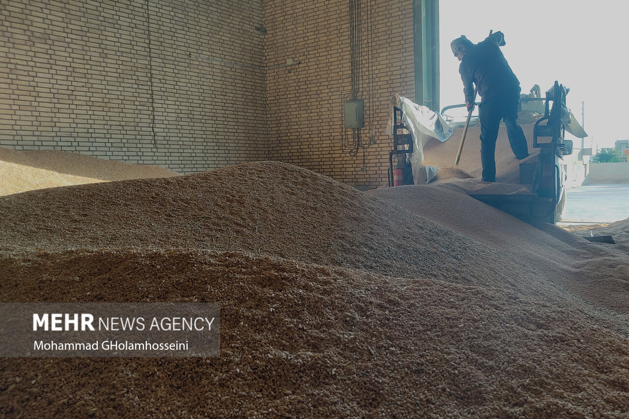 نرخ خرید تضمینی گندم اعلام می‌شود