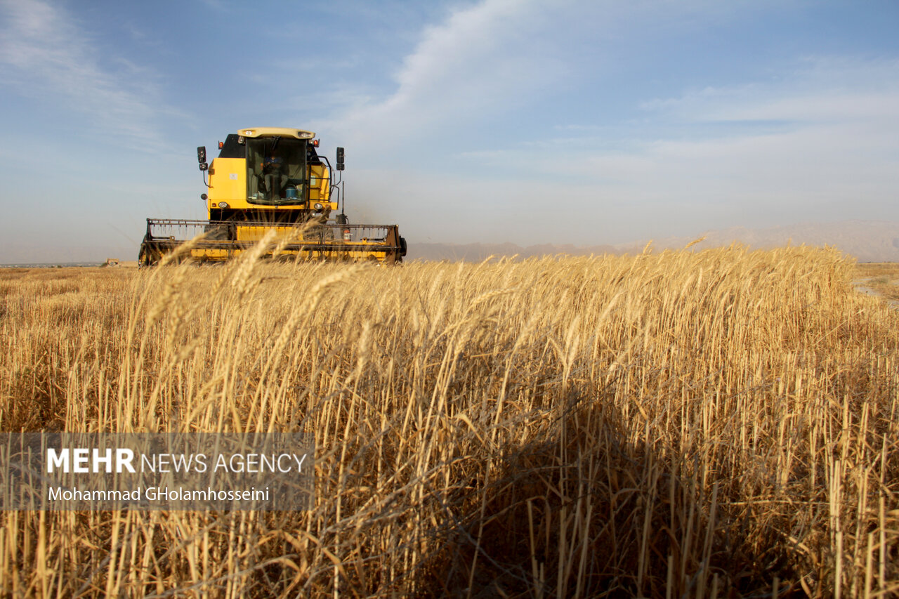 خرید روزانه گندم در خوزستان از مرز ۶۲ هزار تن گذشت