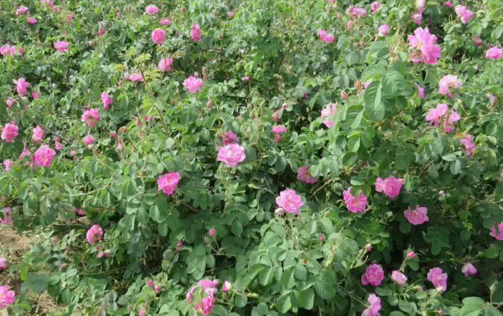 آغاز برداشت گلمحمدی از باغات اردستان آغاز برداشت گل محمدی از باغات اردستان