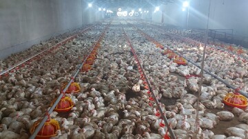 تولید بیش از هزار و سیصد تن گوشت مرغ در شهرستان ایرانشهر
