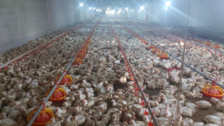 تلاش بهره برداران خاش برای دستیابی به تولید ۱۵ هزار تن گوشت مرغ