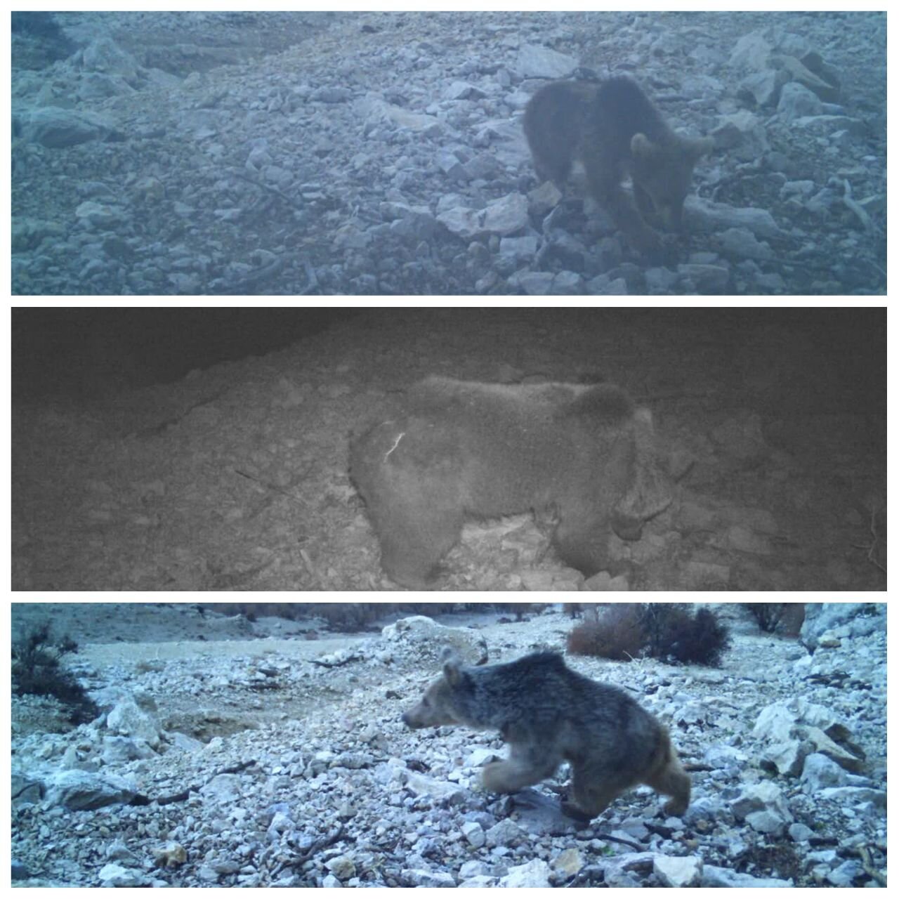 مشاهده یک قلاده خرس قهوه‌ای ماده به همراه ۲ توله‌اش در لرستان