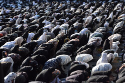 نماز ظهر عاشورای هیئت‌های کرمان در مصلا اقامه می‌شود